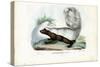 Skunk, 1863-79-Raimundo Petraroja-Stretched Canvas
