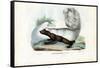 Skunk, 1863-79-Raimundo Petraroja-Framed Stretched Canvas