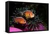 Skunk Anemonefishes (Amphiprion Sandaracinos) in a Sea Anemone, Indian Ocean, Andaman Sea.-Reinhard Dirscherl-Framed Stretched Canvas