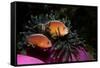 Skunk Anemonefishes (Amphiprion Sandaracinos) in a Sea Anemone, Indian Ocean, Andaman Sea.-Reinhard Dirscherl-Framed Stretched Canvas