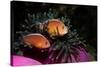 Skunk Anemonefishes (Amphiprion Sandaracinos) in a Sea Anemone, Indian Ocean, Andaman Sea.-Reinhard Dirscherl-Stretched Canvas