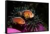 Skunk Anemonefishes (Amphiprion Sandaracinos) in a Sea Anemone, Indian Ocean, Andaman Sea.-Reinhard Dirscherl-Framed Stretched Canvas