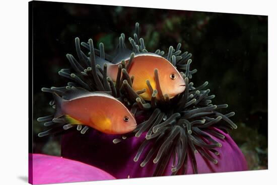 Skunk Anemonefishes (Amphiprion Sandaracinos) in a Sea Anemone, Indian Ocean, Andaman Sea.-Reinhard Dirscherl-Stretched Canvas