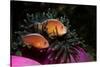 Skunk Anemonefishes (Amphiprion Sandaracinos) in a Sea Anemone, Indian Ocean, Andaman Sea.-Reinhard Dirscherl-Stretched Canvas