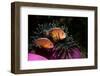 Skunk Anemonefishes (Amphiprion Sandaracinos) in a Sea Anemone, Indian Ocean, Andaman Sea.-Reinhard Dirscherl-Framed Photographic Print