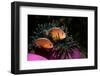 Skunk Anemonefishes (Amphiprion Sandaracinos) in a Sea Anemone, Indian Ocean, Andaman Sea.-Reinhard Dirscherl-Framed Photographic Print