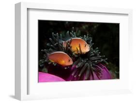 Skunk Anemonefishes (Amphiprion Sandaracinos) in a Sea Anemone, Indian Ocean, Andaman Sea.-Reinhard Dirscherl-Framed Photographic Print