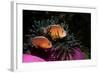 Skunk Anemonefishes (Amphiprion Sandaracinos) in a Sea Anemone, Indian Ocean, Andaman Sea.-Reinhard Dirscherl-Framed Photographic Print