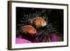 Skunk Anemonefishes (Amphiprion Sandaracinos) in a Sea Anemone, Indian Ocean, Andaman Sea.-Reinhard Dirscherl-Framed Photographic Print