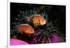 Skunk Anemonefishes (Amphiprion Sandaracinos) in a Sea Anemone, Indian Ocean, Andaman Sea.-Reinhard Dirscherl-Framed Photographic Print
