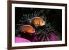 Skunk Anemonefishes (Amphiprion Sandaracinos) in a Sea Anemone, Indian Ocean, Andaman Sea.-Reinhard Dirscherl-Framed Photographic Print