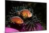 Skunk Anemonefishes (Amphiprion Sandaracinos) in a Sea Anemone, Indian Ocean, Andaman Sea.-Reinhard Dirscherl-Mounted Photographic Print