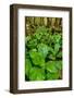 Skunk cabbage in rainforest, Pacific Rim National Park Reserve, Vancouver Island, British Columb...-null-Framed Photographic Print