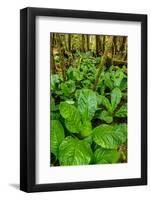 Skunk cabbage in rainforest, Pacific Rim National Park Reserve, Vancouver Island, British Columb...-null-Framed Photographic Print