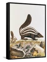 Skunk, from "Histoire Naturelle" by Georges Louis Leclerc Buffon 1749-1804-null-Framed Stretched Canvas