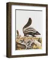 Skunk, from "Histoire Naturelle" by Georges Louis Leclerc Buffon 1749-1804-null-Framed Giclee Print