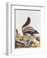 Skunk, from "Histoire Naturelle" by Georges Louis Leclerc Buffon 1749-1804-null-Framed Giclee Print