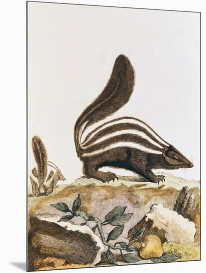 Skunk, from "Histoire Naturelle" by Georges Louis Leclerc Buffon 1749-1804-null-Mounted Giclee Print