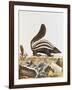 Skunk, from "Histoire Naturelle" by Georges Louis Leclerc Buffon 1749-1804-null-Framed Giclee Print