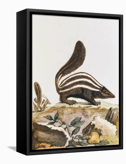Skunk, from "Histoire Naturelle" by Georges Louis Leclerc Buffon 1749-1804-null-Framed Stretched Canvas