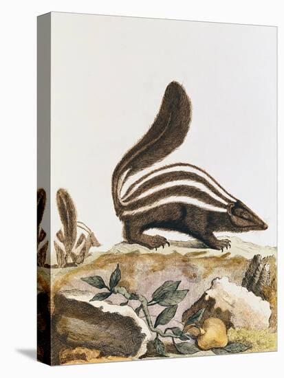 Skunk, from "Histoire Naturelle" by Georges Louis Leclerc Buffon 1749-1804-null-Stretched Canvas