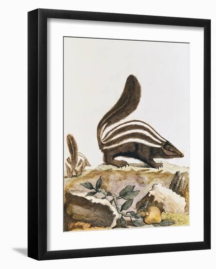 Skunk, from "Histoire Naturelle" by Georges Louis Leclerc Buffon 1749-1804-null-Framed Giclee Print