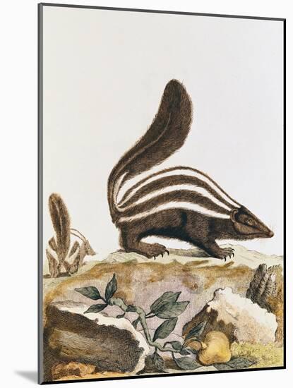 Skunk, from "Histoire Naturelle" by Georges Louis Leclerc Buffon 1749-1804-null-Mounted Giclee Print