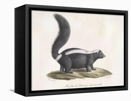 Skunk-null-Framed Stretched Canvas