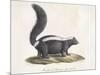 Skunk-null-Mounted Giclee Print