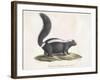 Skunk-null-Framed Giclee Print