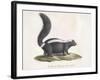 Skunk-null-Framed Giclee Print