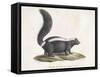 Skunk-null-Framed Stretched Canvas