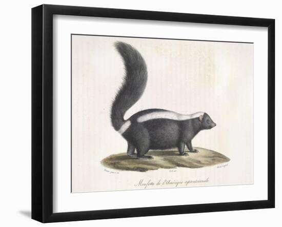 Skunk-null-Framed Giclee Print