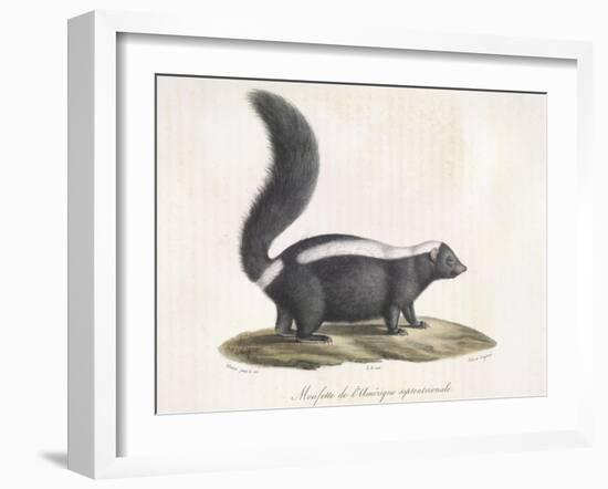 Skunk-null-Framed Giclee Print