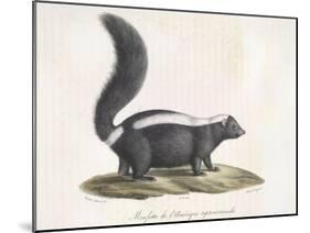 Skunk-null-Mounted Giclee Print