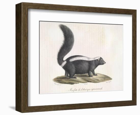 Skunk-null-Framed Giclee Print