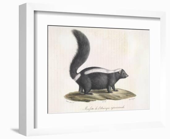 Skunk-null-Framed Giclee Print