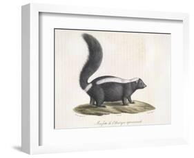 Skunk-null-Framed Giclee Print