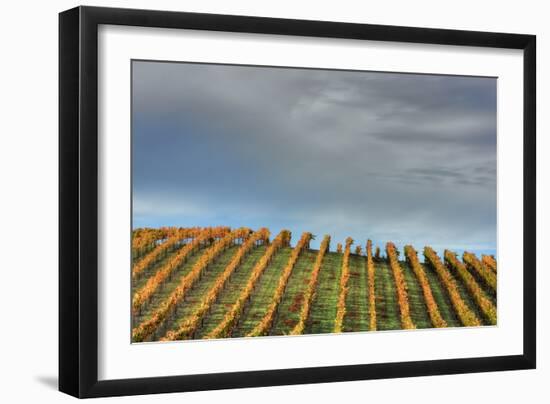 Sky and Vine-Vincent James-Framed Photographic Print