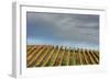 Sky and Vine-Vincent James-Framed Photographic Print