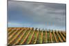 Sky and Vine-Vincent James-Mounted Photographic Print