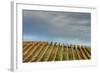 Sky and Vine-Vincent James-Framed Photographic Print