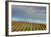 Sky and Vine-Vincent James-Framed Photographic Print