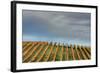 Sky and Vine-Vincent James-Framed Photographic Print