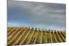 Sky and Vine-Vincent James-Mounted Photographic Print