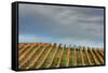 Sky and Vine-Vincent James-Framed Stretched Canvas