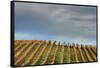 Sky and Vine-Vincent James-Framed Stretched Canvas