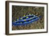 Sky Blue Phyllidia Dorid Nudibranch, Coral Reef, Fiji-Pete Oxford-Framed Photographic Print