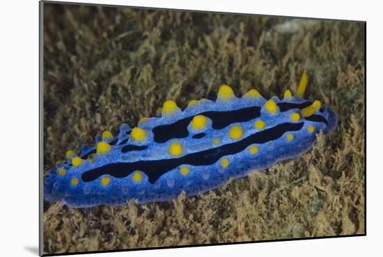 Sky Blue Phyllidia Dorid Nudibranch, Coral Reef, Fiji-Pete Oxford-Mounted Photographic Print