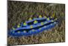 Sky Blue Phyllidia Dorid Nudibranch, Coral Reef, Fiji-Pete Oxford-Mounted Photographic Print